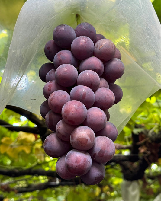 藤稔 (1房: 500~700g)