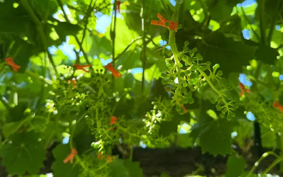 一粒に込められた、ひとつひとつの手仕事。
