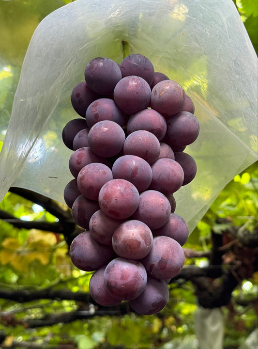 藤稔 (１房: 500~700g)