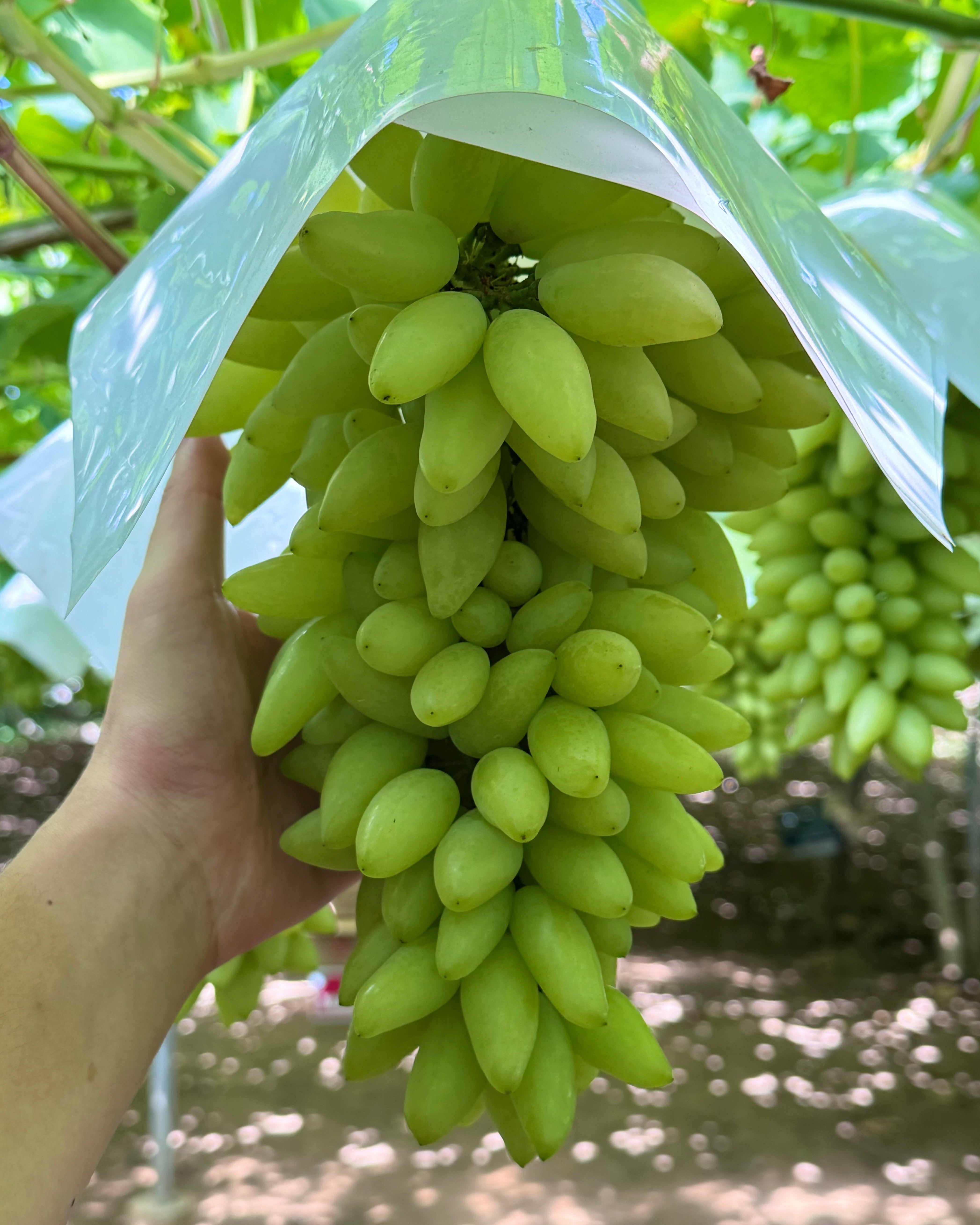ピッテロビアンコ (１房: 約800g~1.3kg)